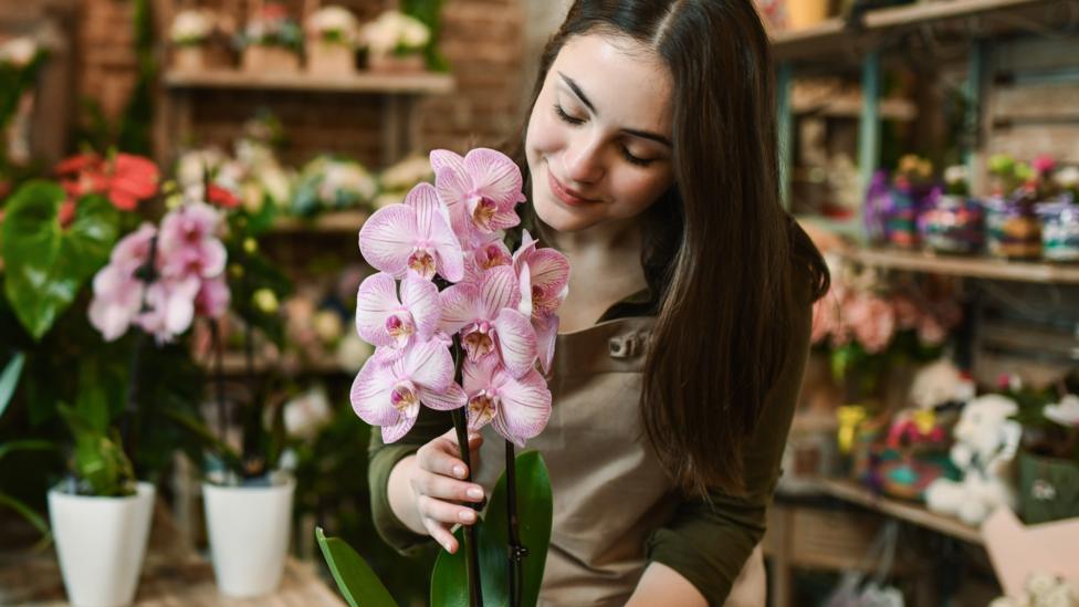 Inside the secretive and lucrative world of orchid breeding